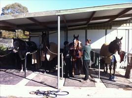 Getting ready for track work at Caloundra farm (L to R) Zoot Suit, Love Conquers All, Mentality and Rainbow Styling